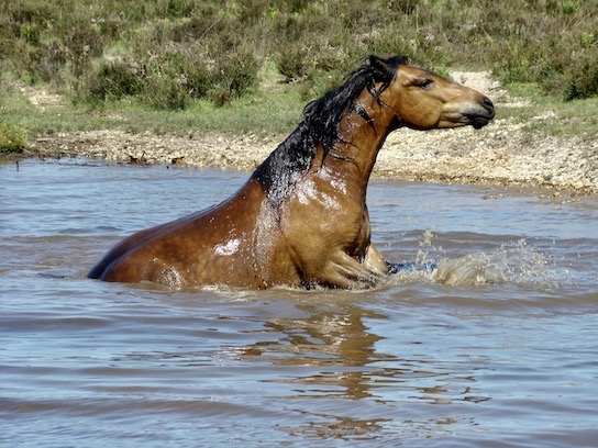 ponies
